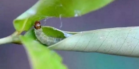 Letak na stablu jabuke: kako se boriti